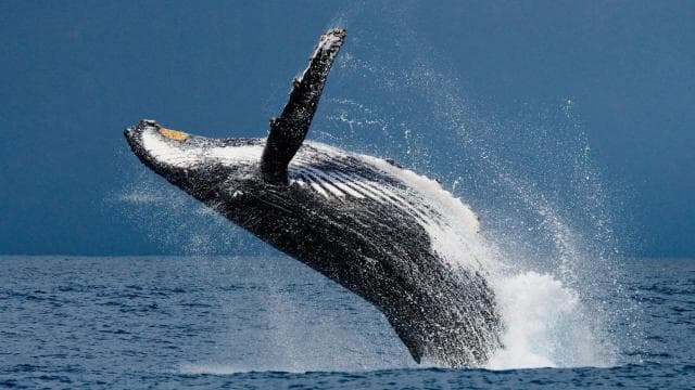 Drake Bay: Dolphin and Whale Watching Tour — Guided tour and outdoor activity