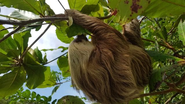 Puerto Limon: Half-Day Tortuguero Canals & Playa Bonita Tour — Guided tour and outdoor activity