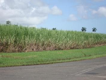 Private: Dominican Countryside Buggy Adventure — Guided tour and outdoor activity