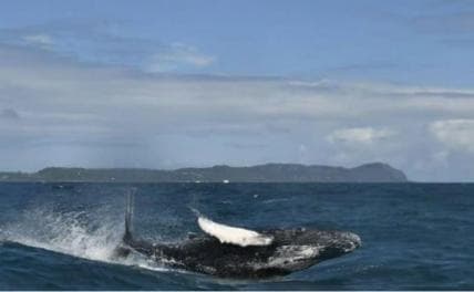 Private: Punta Cana Whale Watching Bacardí Island Adventure — Guided tour and outdoor activity