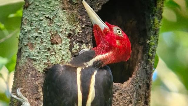 Puerto Jimenez: Corcovado National Park Sirena Day Tour — Guided tour and outdoor activity