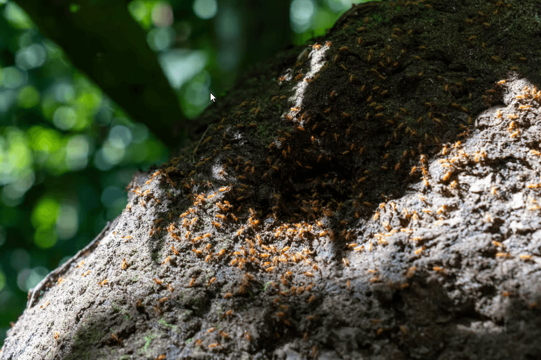 La Fortuna: Bogarin Trail Sloth-Watching Tour with Guide — Guided tour and outdoor activity