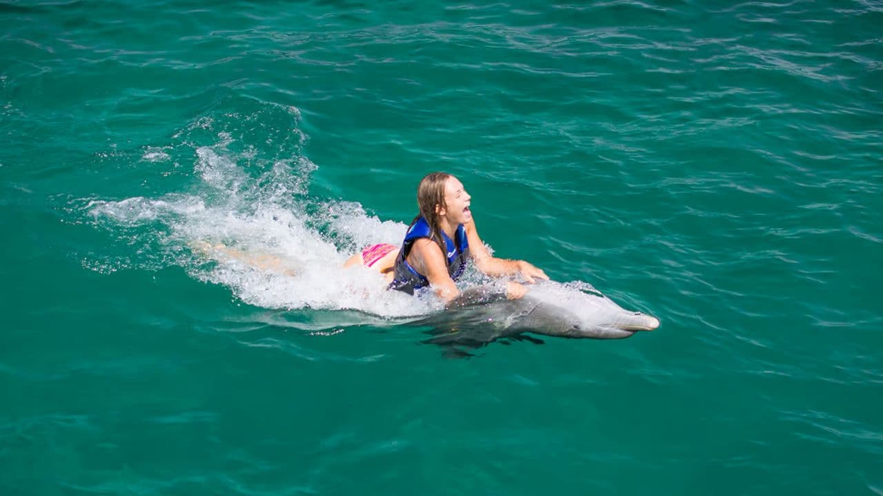 Punta Cana: Dolphin Explorer Swims and Encounters — Guided tour and outdoor activity