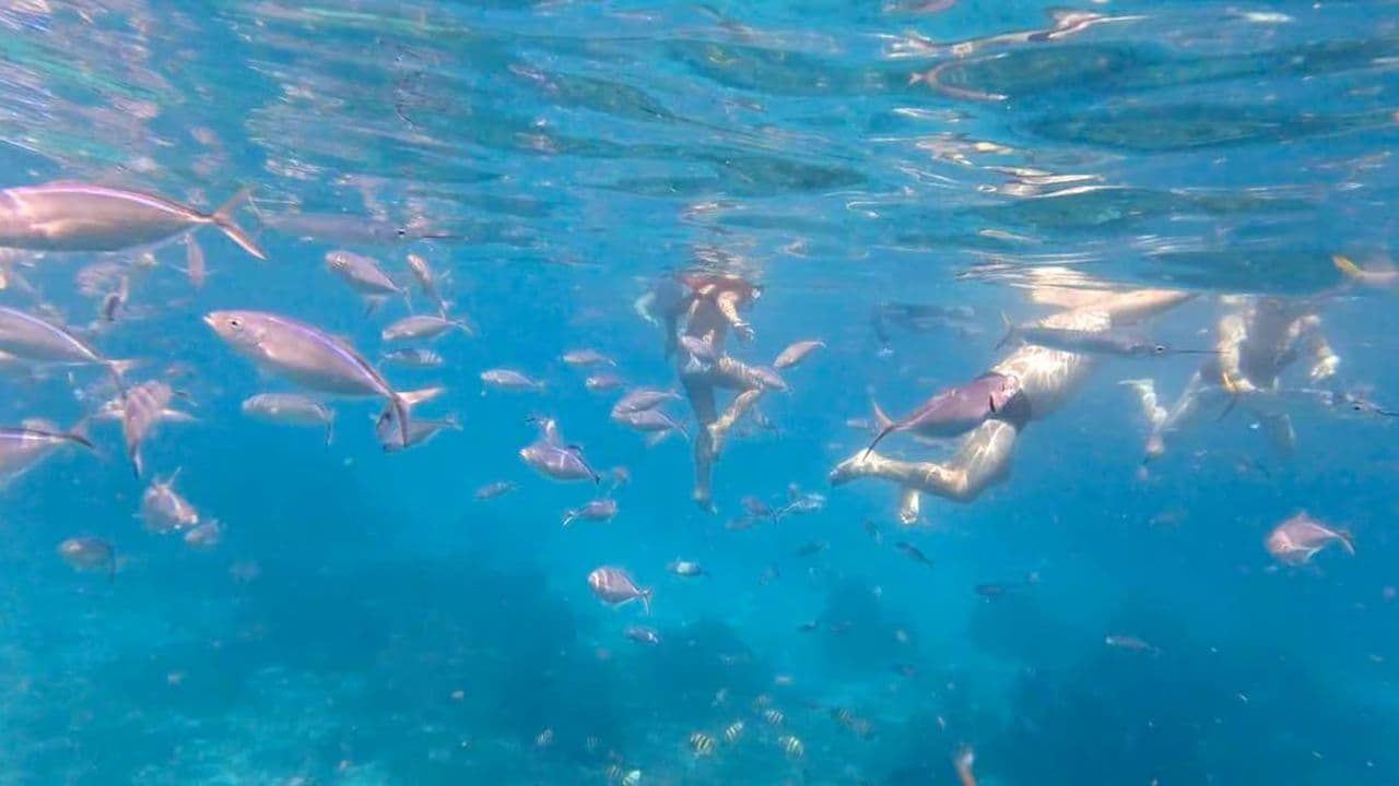 Punta Cana: Full-Day Snorkeling Tour to Catalina Island — Guided tour and outdoor activity