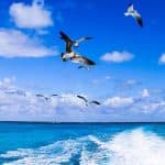 Punta Cana: Saona Island in Private Vehicle and Guide — Guided tour and outdoor activity