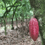 Cocoa Trail & Making of Chocolate Tour from Santo Domingo — Guided tour and outdoor activity