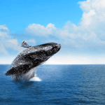 Punta Cana: SamanĂĄ Tour with Horse Ride, Cruise, and Lunch â Guided tour and outdoor activity