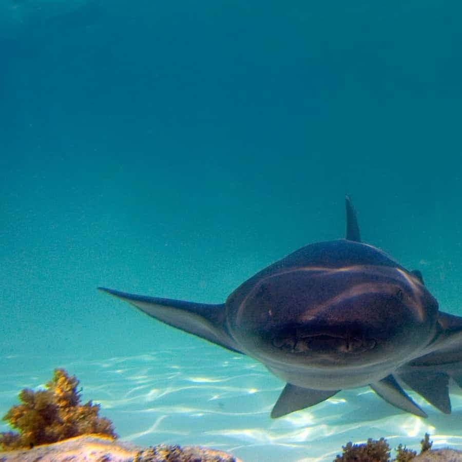 Punta Cana: Reef Explorer Access w/ Sharks & Stingrays Swim — Guided tour and outdoor activity