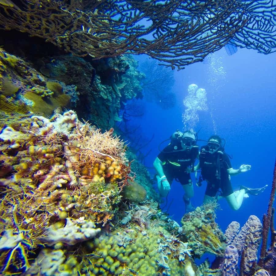 Punta Cana: Scuba Diving Adventure to Catalina Island â Guided tour and outdoor activity