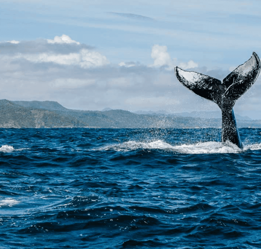 Samana: Whale-Watching and Cayo Levantado Full-Day Tour — Guided tour and outdoor activity