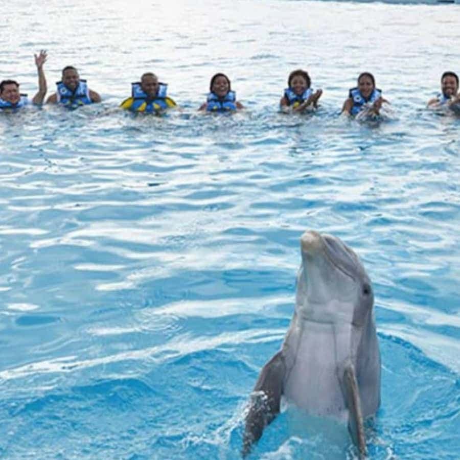 Punta Cana: Swimming with Dolphins. — Guided tour and outdoor activity