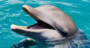 Dolphin Encounter for Dominican Residents — Guided tour and outdoor activity