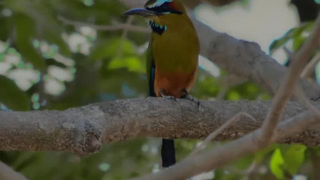 Monteverde Cloud Forest: Curicancha Reserve Nature Tour — Guided tour and outdoor activity