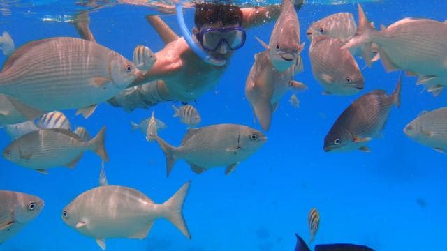 Epic Manzanillo Combo Tour: Snorkel, Dolphins & Farm Tour — Guided tour and outdoor activity