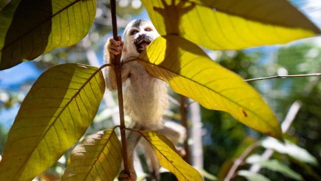 Manuel Antonio: Volunteer for a Day at a Wildlife Sanctuary — Guided tour and outdoor activity