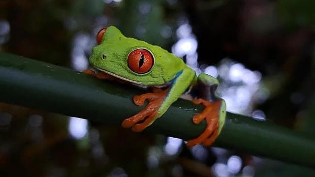 La Fortuna: Sloth & Wildlife Nature Walk — Guided tour and outdoor activity