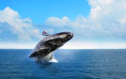 Miches: Half Day Whale Watching Catamaran Tour with Snacks — Guided tour and outdoor activity