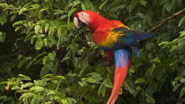 Uvita: Corcovado National Park San Pedrillo from Uvita 1-day excursion — Guided tour and outdoor activity