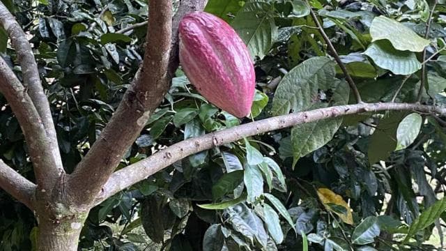 Chocolate, Vanilla and Coffee Tour — Guided tour and outdoor activity