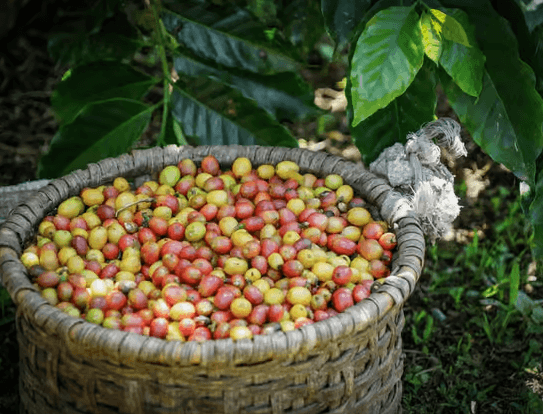 La Fortuna: North Fields Coffee and Chocolate Tour — Guided tour and outdoor activity