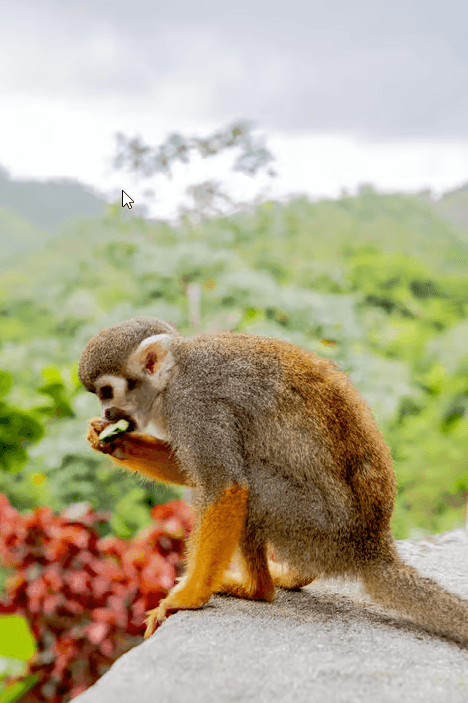 Punta Cana: Monkeyland Half-Day Safari and Plantation — Guided tour and outdoor activity