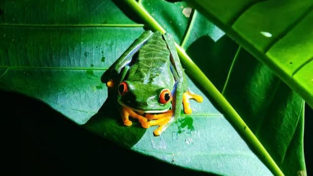Amazing Night Walk in Tortuguero — Guided tour and outdoor activity