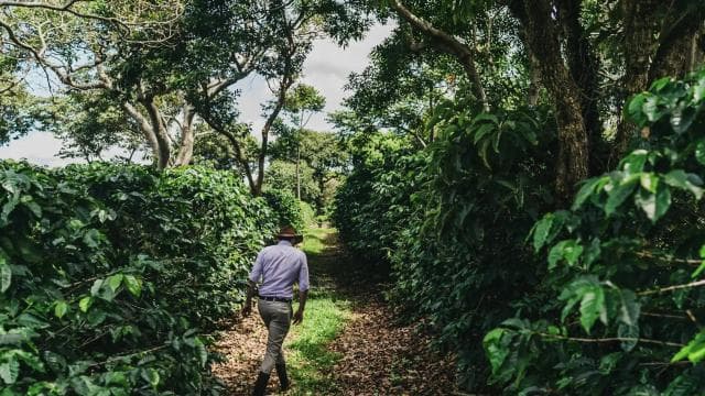 San José: Poás Volcano, La Paz Waterfall & Coffee Tasting — Guided tour and outdoor activity