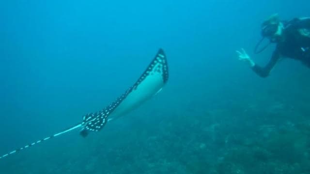 Tamarindo: Discover Scuba Diving at Catalina Islands — Guided tour and outdoor activity