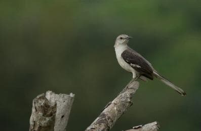 3in1: Los Haitises N. Park + Waterfalls + Montaña Redonda — Guided tour and outdoor activity