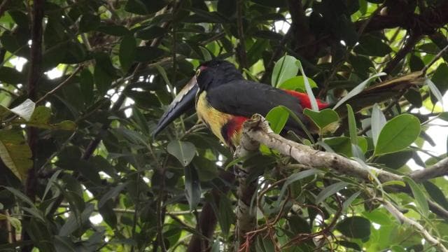 Bijagua: Kayak and Tropical Forest Trail Tour — Guided tour and outdoor activity