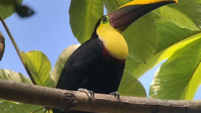 Manuel Antonio National Park Guided Hike — Guided tour and outdoor activity