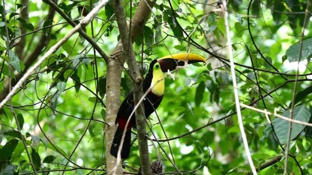 Uvita: Hiking in Corcovado National Park — Guided tour and outdoor activity