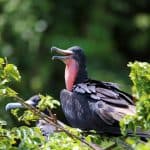 Los Haitises National Park + Lunch at Caño Hondo from Samaná Port — Guided tour and outdoor activity