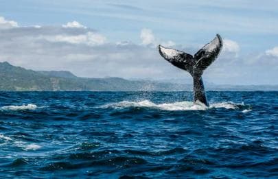 Las Terrenas: Private Whale Watching Half day — Guided tour and outdoor activity