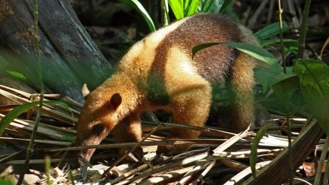 Carara National Park: Guided Walk Carara Costa Rica Nature — Guided tour and outdoor activity