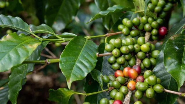 Monteverde: Coffee Tour and Sugar Cane El Pueblo — Guided tour and outdoor activity