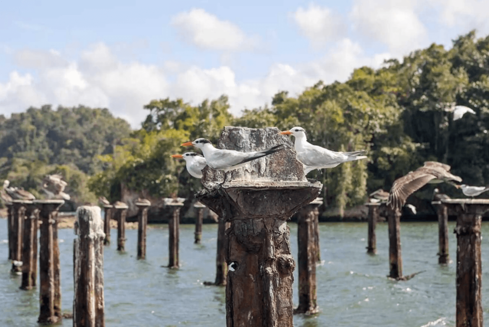 Los Haitises to Samaná One-Way Catamaran Tour | Cayo Levantado — Guided tour and outdoor activity