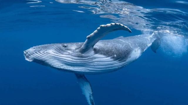 Uvita: Whales and Dolphins Watching Tour - Bahia Ballena — Guided tour and outdoor activity