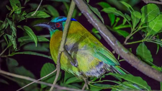 Santa Elena or Monteverde: Cloud Forest Night Walking Tour — Guided tour and outdoor activity