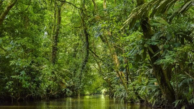 Tortuguero National Park: Best Things to Do in Tortuguero — Guided tour and outdoor activity