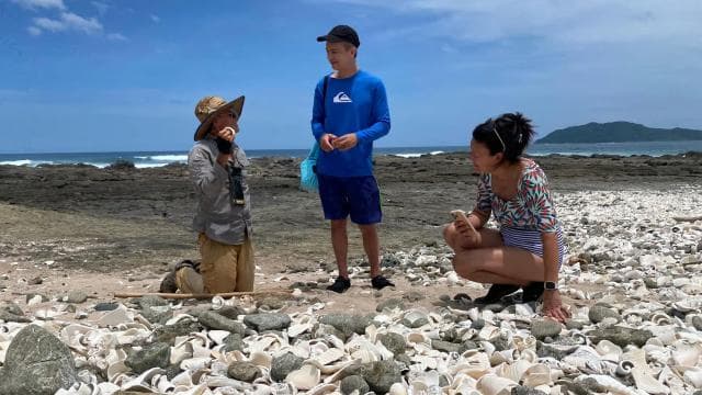 Turtle Nesting/Hatching on a secluded beach near Tamarindo — Guided tour and outdoor activity