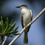 Birdwatching in Los Haitises National Park — Guided tour and outdoor activity