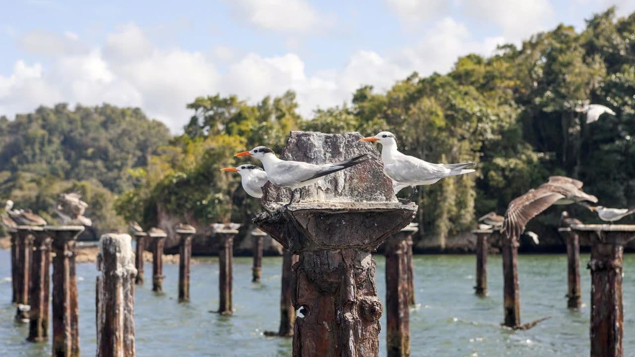 Las Terrenas: Just Los Haitises Boat and Walking Tour — Guided tour and outdoor activity