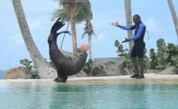 Punta Cana: Dolphin Park Entry and Swim with Dolphins — Guided tour and outdoor activity