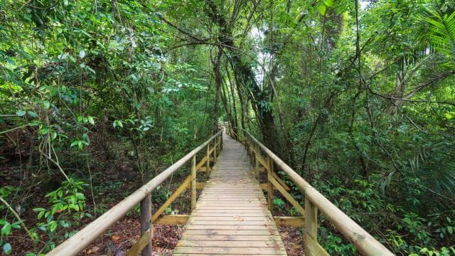 1 hour 45 minutes Crocodile Adventure Tour in Tarcoles River — Guided tour and outdoor activity
