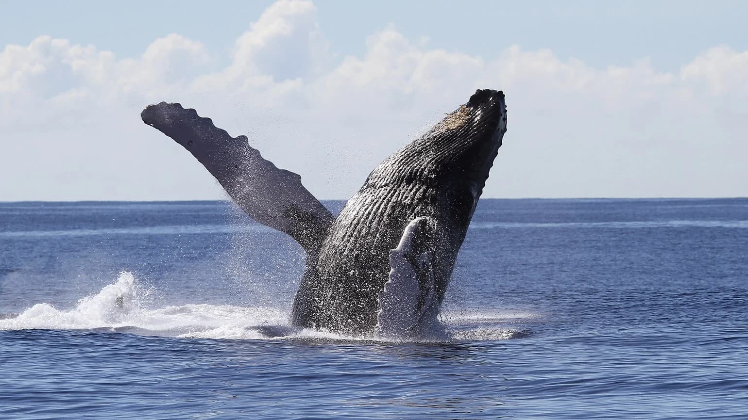 Whale Watching from Miches Hotels and Cayo Levantado (Bacardi Island) — Guided tour and outdoor activity