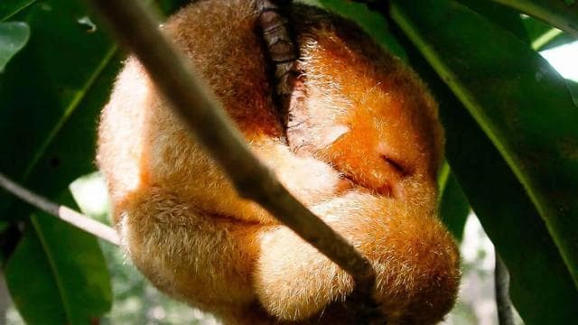 Manuel Antonio: Damas Island Mangrove Boat Tour with Lunch — Guided tour and outdoor activity