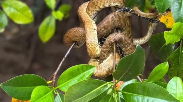 Mangrove Experience from Uvita — Guided tour and outdoor activity