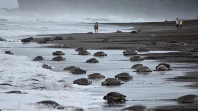 Costa Rica: Hundreds of thousands Olive Ridley Sea Turtles — Guided tour and outdoor activity