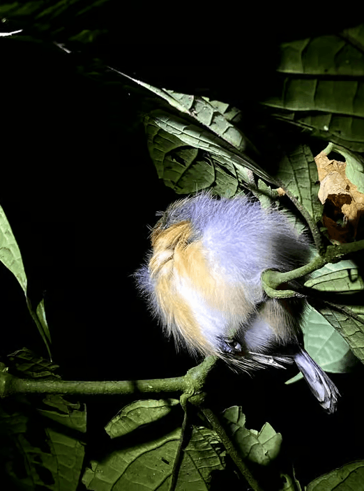 La Fortuna Night Walk: Sloths, Frogs & Wildlife Tour — Guided tour and outdoor activity